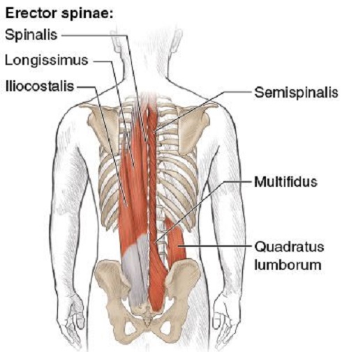 Multifidus and quadratus lumborum muscles